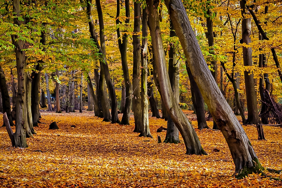 Hinchingbrooke Country Park, Huntingdon