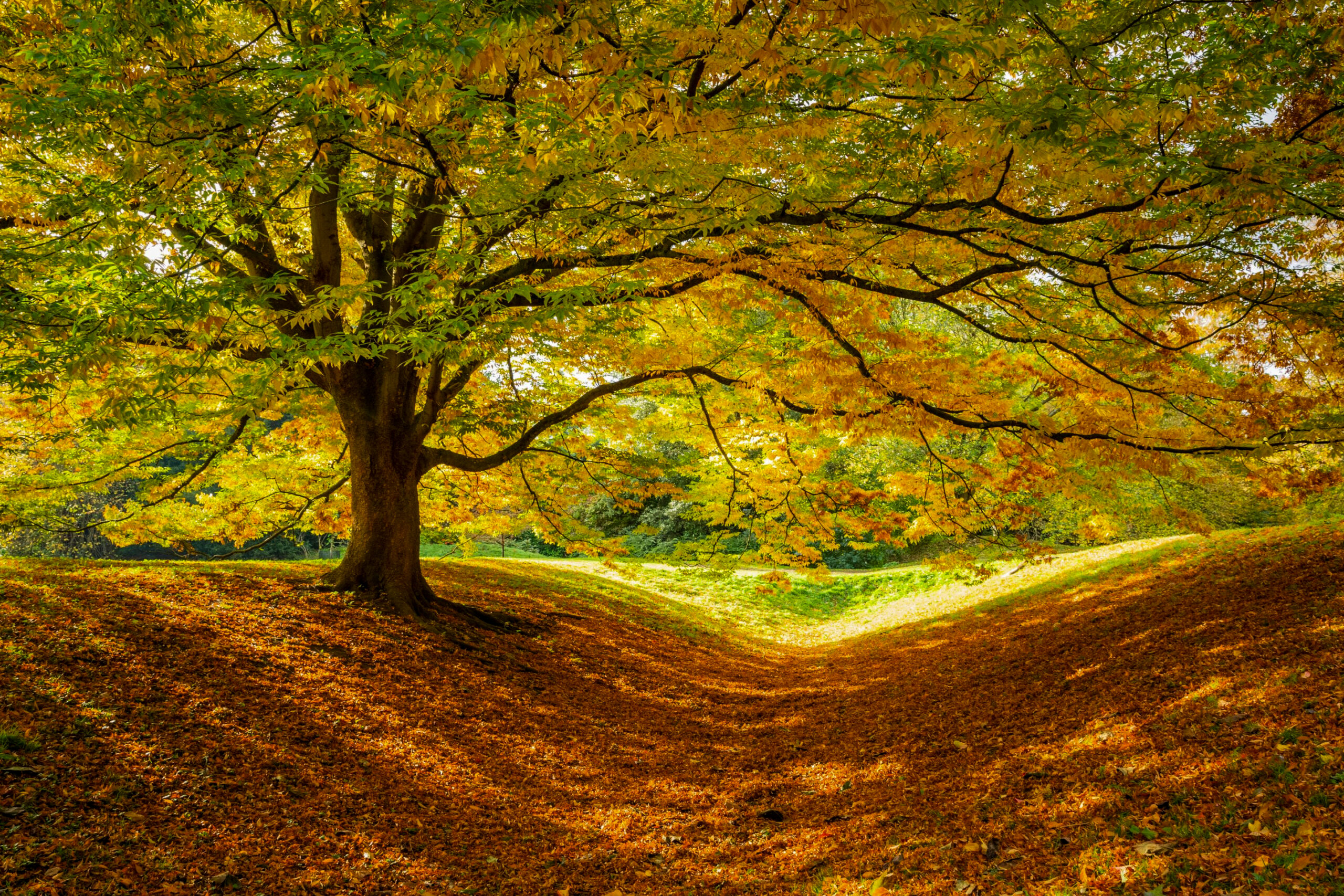 Anglesey Abbey, Lode (National Trust)
