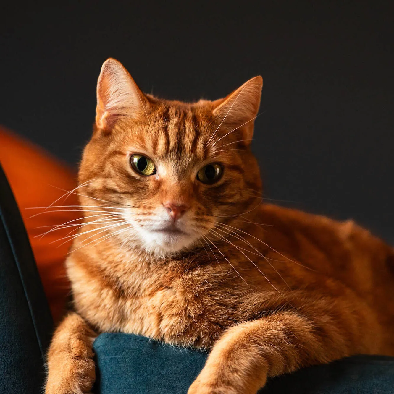 My cat Taco